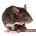 brown rat