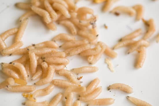 How to Kill Maggots and Get Rid of Infestation