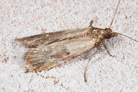 https://www.detectapest.com.au/wp-content/uploads/2022/02/pantry-moth.jpg