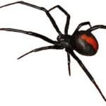 redback spider