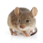 a field mouse