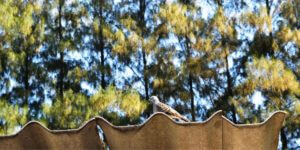 Termite Treatment Coffs Harbour