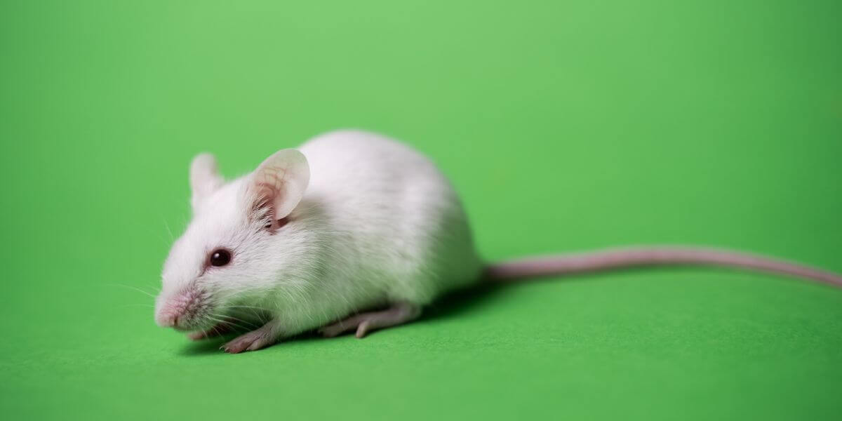 Rodent Pest Control Coffs Harbour DetectaPest