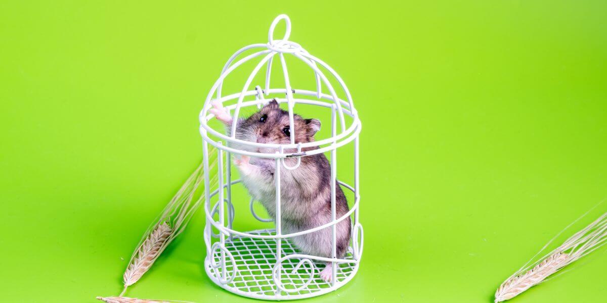 Rodent Pest Control Coffs Harbour DetectaPest