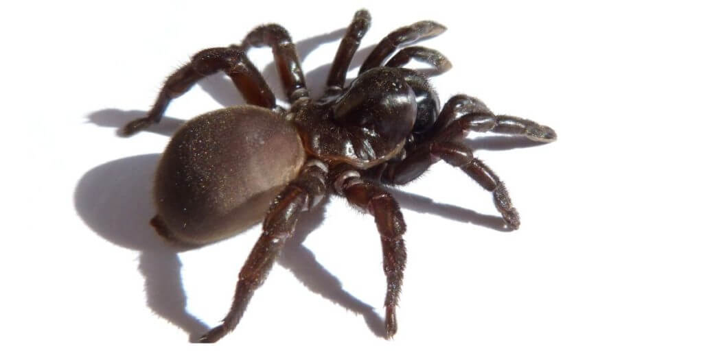 funnel web