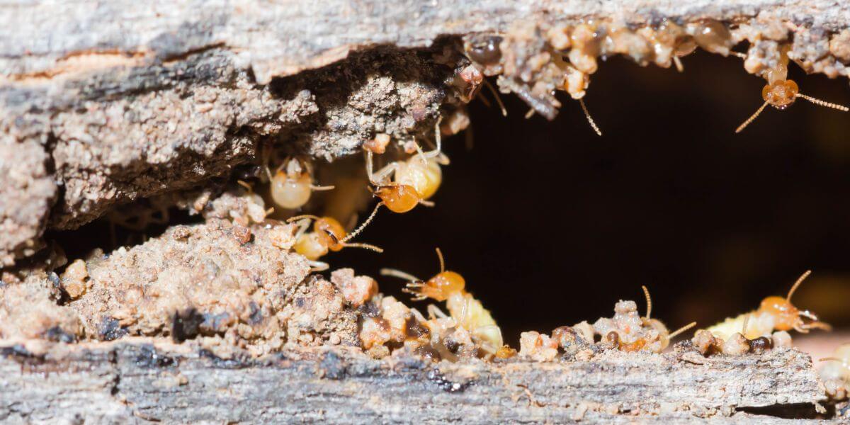 Pest Control Coffs Harbour Termite Inspections Treatment